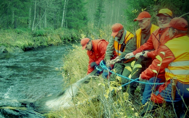 Norvajoki 2005